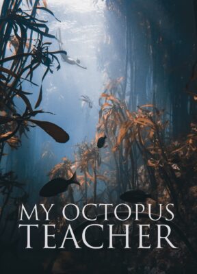 Phim Cô Giáo Bạch Tuộc - My Octopus Teacher